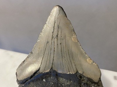 Megalodon Biały Idealny Ząb Rekin Gigant Skamieniały Ząb rekina