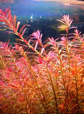 Rotala sp. h'ra akwa_fan