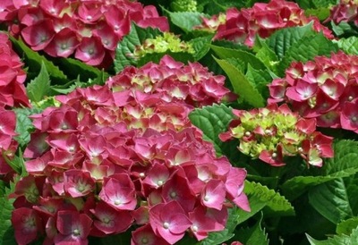 UNIKATOWA CZERWIEŃ hortensja ogrodowa "Alpengluhen"