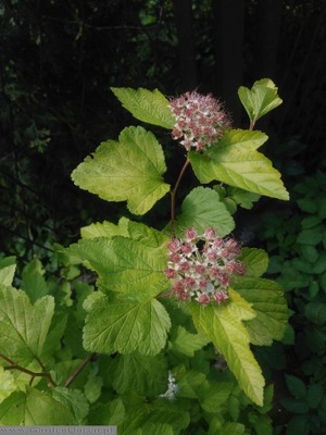 Pęcherznica kalinolistna Physocarpus opulifolius