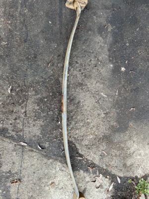 Sprinter 906 vw crafter рессоры задние фото №1