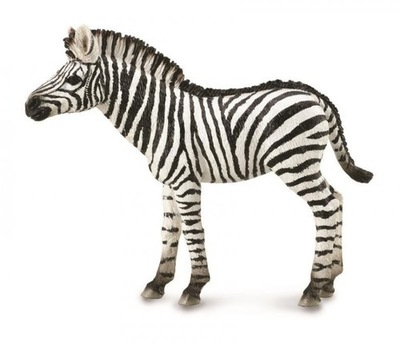 Zebra źrebię