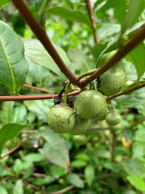 HERBATA CHIŃSKA - CAMELLIA SINENSIS DARJEELING