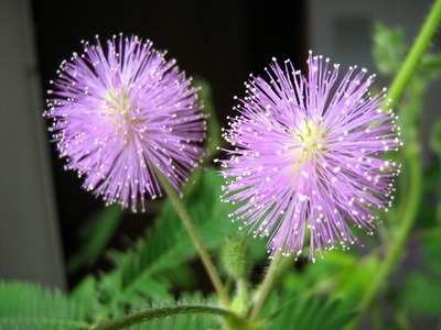 Mimoza Wstydliwa (Mimosa Pudica) * 30 Nasion*