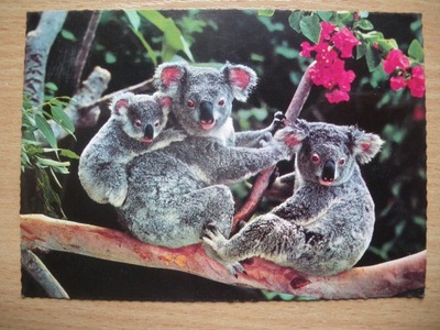 Australia Misie Koala Rodzina w komplecie Piękna widokówka