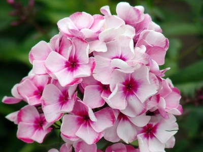 FLOKS WIECHOWATY PHLOX PANICULATA NEON FLARE 1 SZT