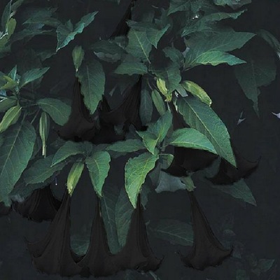 Datura czarna Ogrodowo-pl