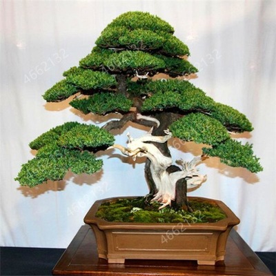 Jałowiec Juniperus 60