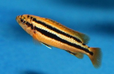 Melanochromis chipokae - PYSZCZAK - wysyłka