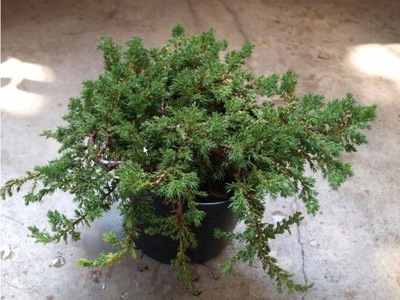 Jałowiec Juniperus Płożący Andorra Variegata