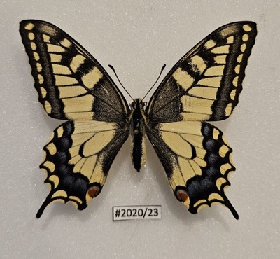 Motyl Papilio machaon 73mm .