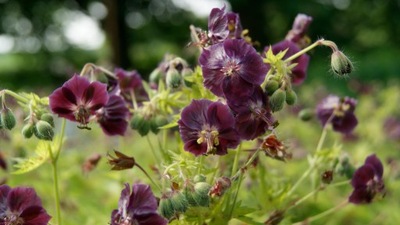 Bodziszek żałobny Geranium phaeum