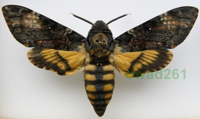 Acherontia atropos ex. ovo Gran Canaria 111-115mm