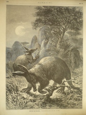mrównik afrykański, oryg. 1889