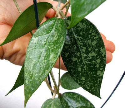 Hoya verticillata splash , ukorzeniona