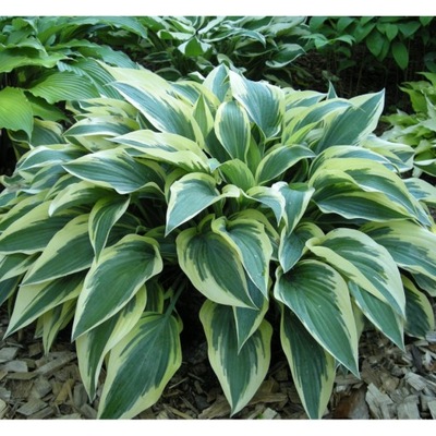 Funkia 'Bobcat' (Hosta)