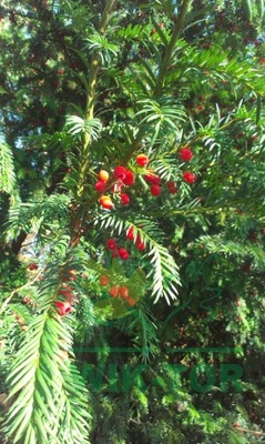 Cis pośredni 'Hicksii' kolumnowa odmiana Taxus xmedia