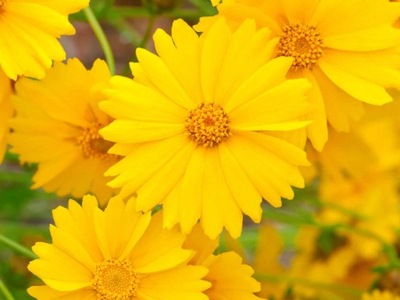 NACHYŁEK "coreopsis"