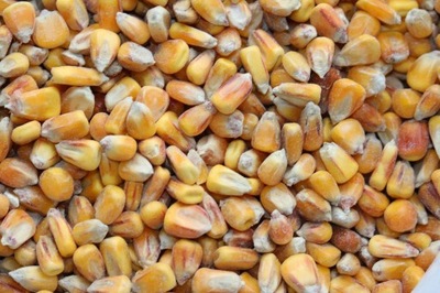 kukurydza ziarno od rolnika, sucha, bez plew