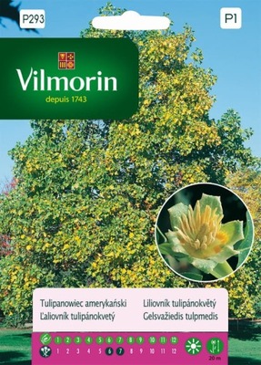 TULIPANOWIEC AMERYKAŃSKI nasiona