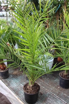 PALMA Phoenix Canariensis (Daktylowiec Kanaryjski)