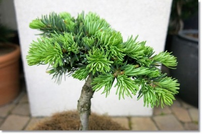 Abies concolor 'Eiselt' - !!!!!!!!!!!