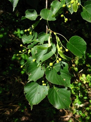 Lipa drobnolistna SADZONKI 50/80cm Tilia Cordata