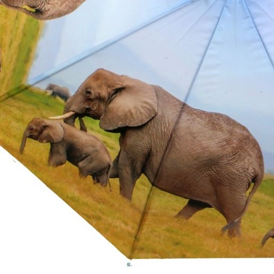 parasol słoń słonie parasolka laska zwierzęta