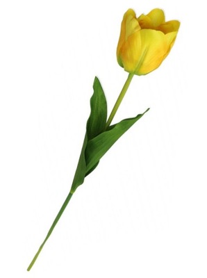Tulipan żółty gałązka