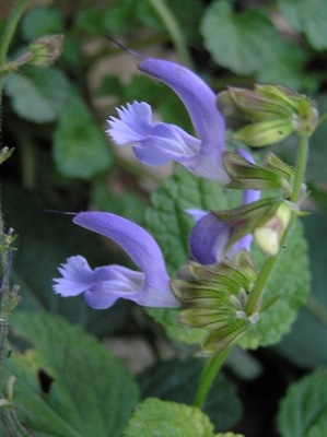 SZAŁWIA CZERWONOKORZENIOWA -SERCE- SALVIA DANSHEN