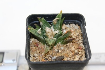 Ariocarpus bravoanus RS