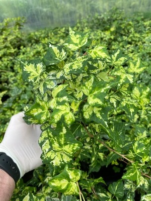 HEDERA HELIX