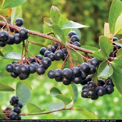 Aronia Viking