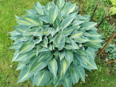 Funkia 'BEA Smoky Arrow’ (Hosta)