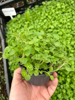 Oregano sadzonka w doniczce Origanum vulgare