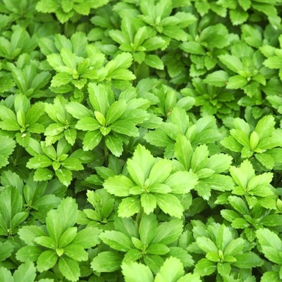 RUNIANKA JAPOŃSKA W DONICZCE P9