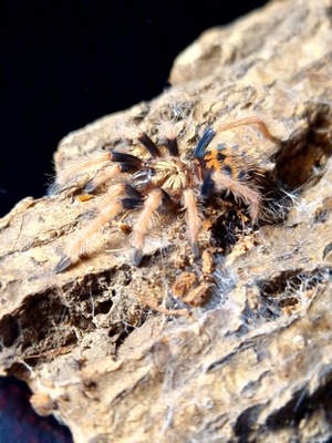 Chromatopelma cyaneopubescens L4