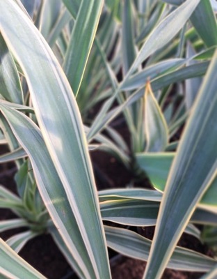 Yucca gloriosa Juka Variegata