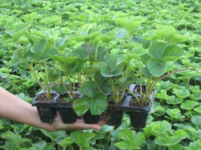 Poziomki i truskawki GIGANT sadzonka w pojemniku do 0,5l 10-14 cm