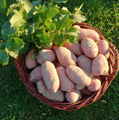 Ziemniaki CZERWONE jak sadzeniaki zdrowe NIEPRYSKANE BELLAROSA 10kg PYSZNE