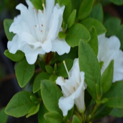 Azalia japońska SCHNEEPERLE Rhododendron