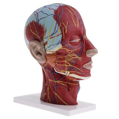 1:1 Ludzkie sekcji głowy Model nerwu