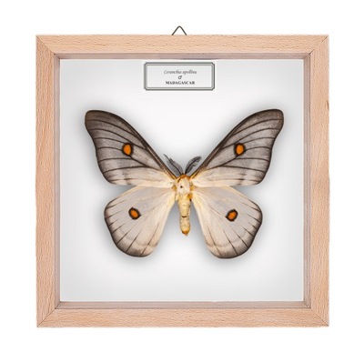 Motyl w gablotce Ceranchia apollina