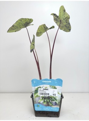Colocasia Mojito odmiana o przepięknych srebrzysto-zielonych liściach!