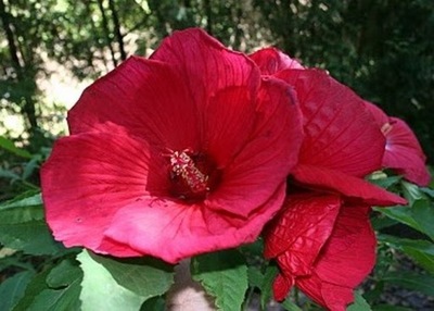 HIBISKUS BAGIENNY CZERWONY