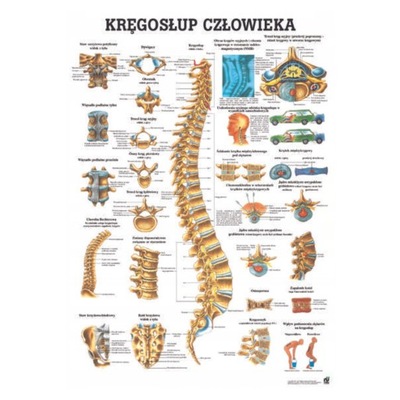 ANATOMIA Tablica anatomiczna KRĘGOSŁUP CZŁOWIEKA