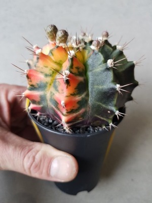 Gymnocalycium mihanovichii 'Variegata' Kaktus