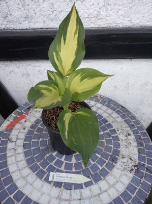 Hosta „Christmas Candy” - funkia