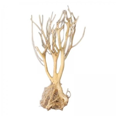 3xDriftwood do akwarium wodnego