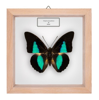 Motyl w gablotce Prepona dexamenus